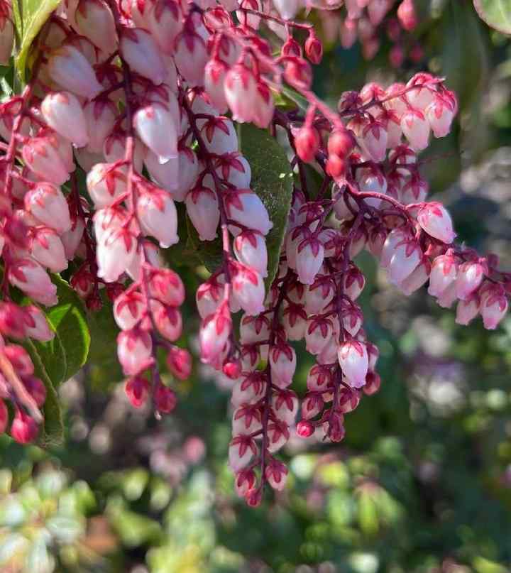 Japanese Pieris, credit-naturelove33360