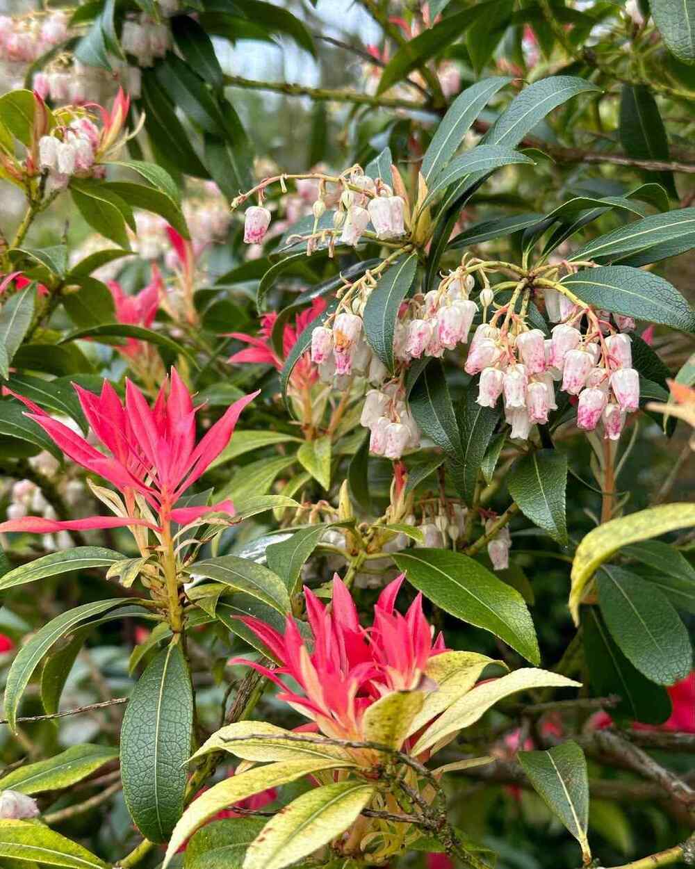 Japanese Pieris ‘Valley Fire’, credit-the_insomniac_gardener