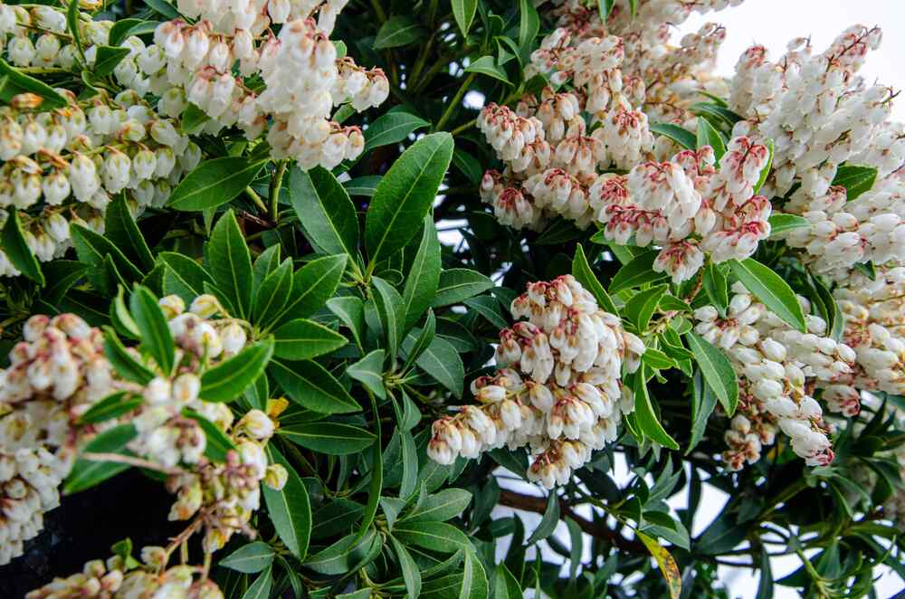 Japanese Pieris