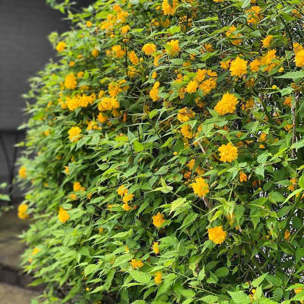 Japanese Rose, credit-kingsgardentexas