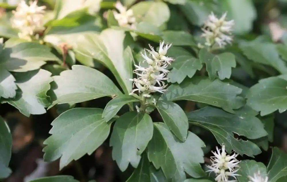 Japanese pachysandra