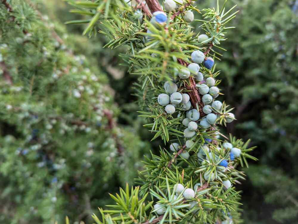 Juniper