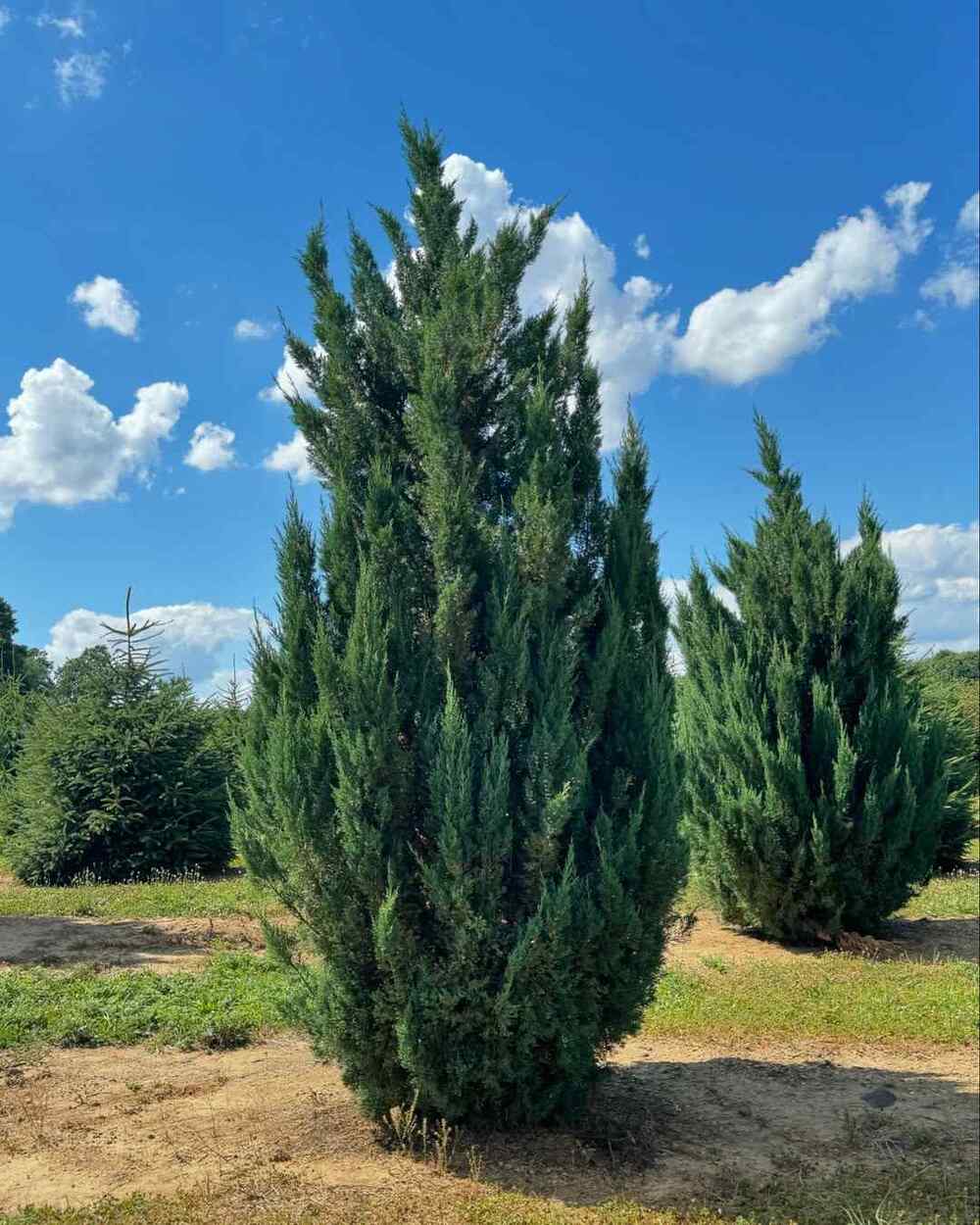 Juniper Blue Point, credit-halkanurseriesinc