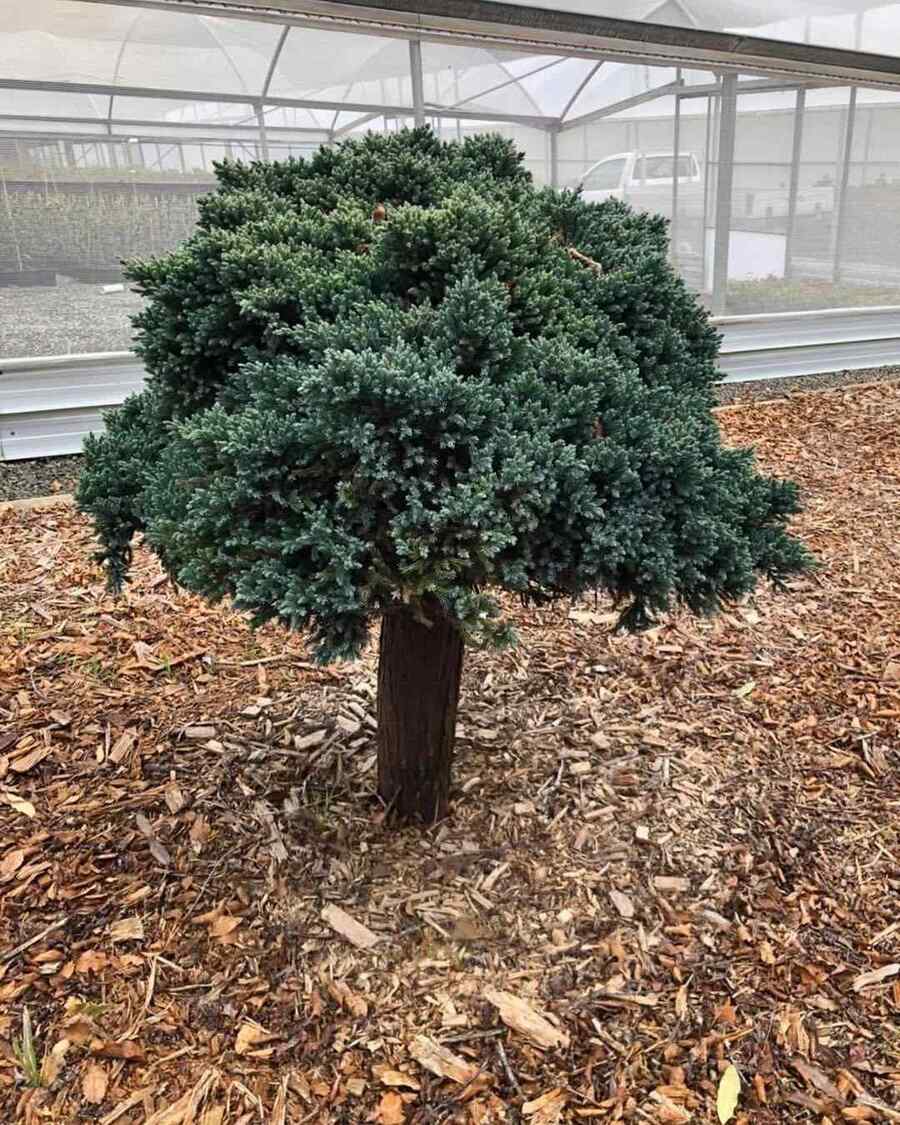 Juniper Blue Star, credit-yaminarareplants