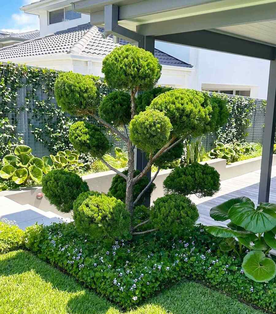 Juniper for Washington gardens and yards