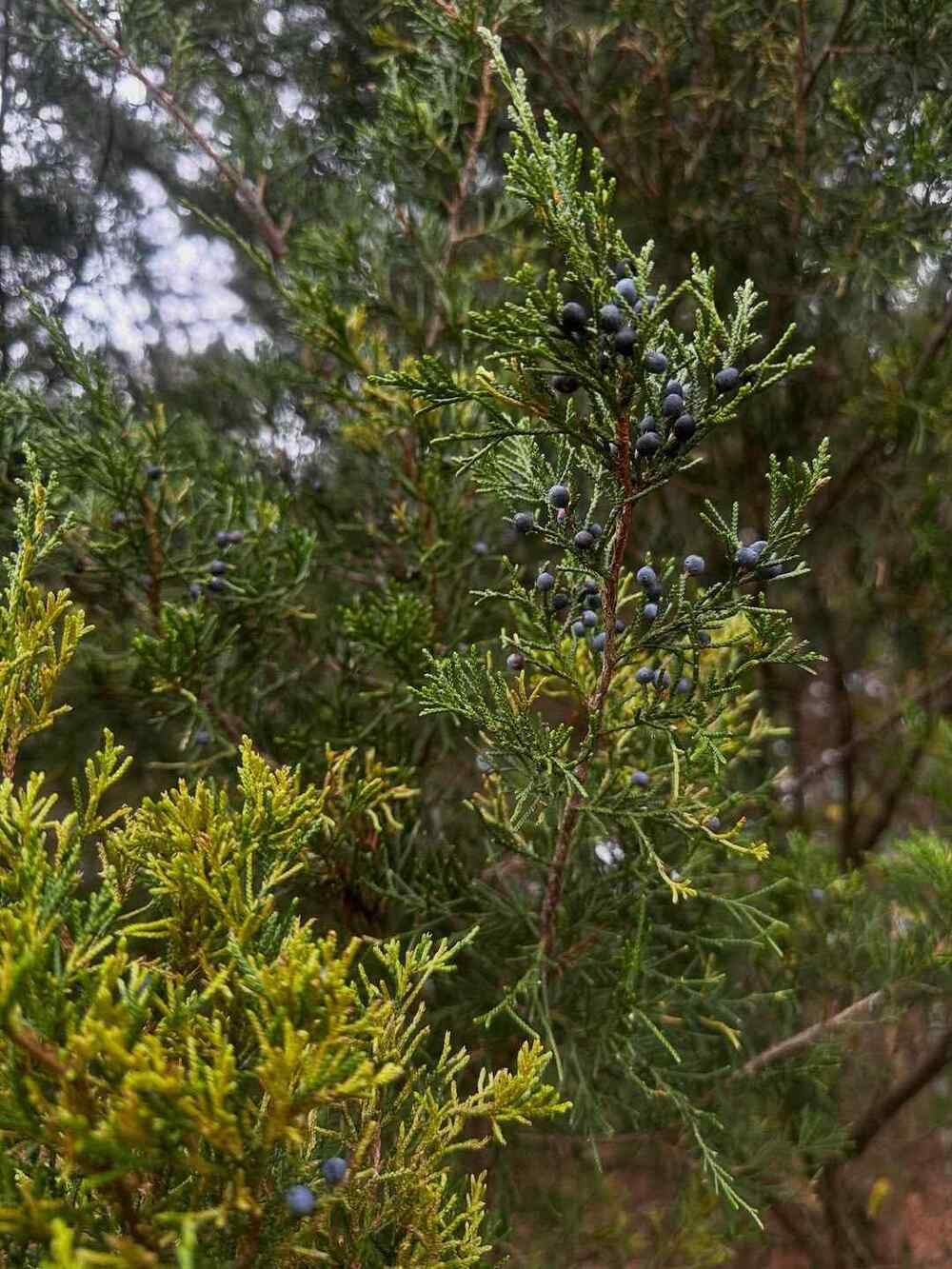 Juniper credit-foragerman