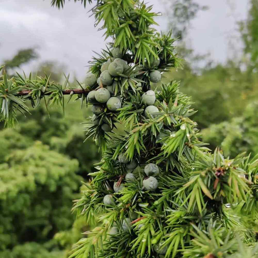 Juniper, credit-vullnetg