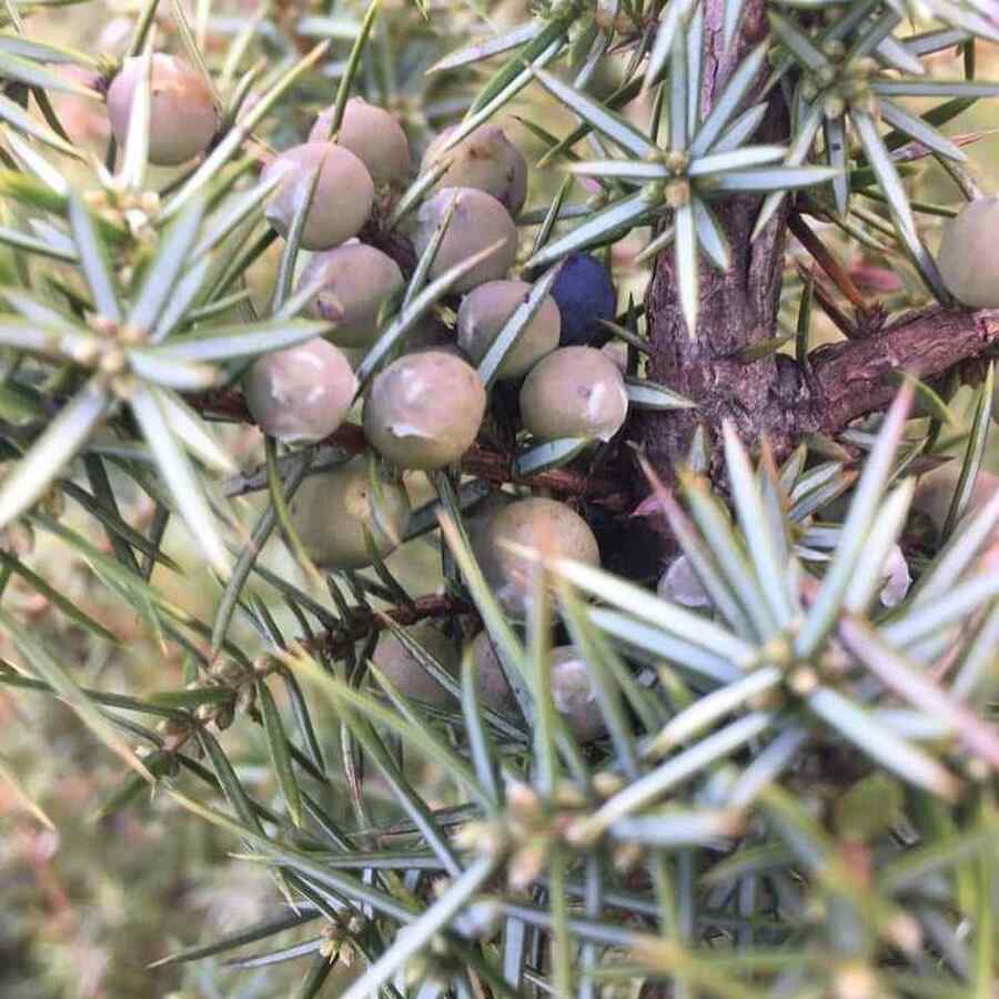Juniper suited to Utah soil and weather