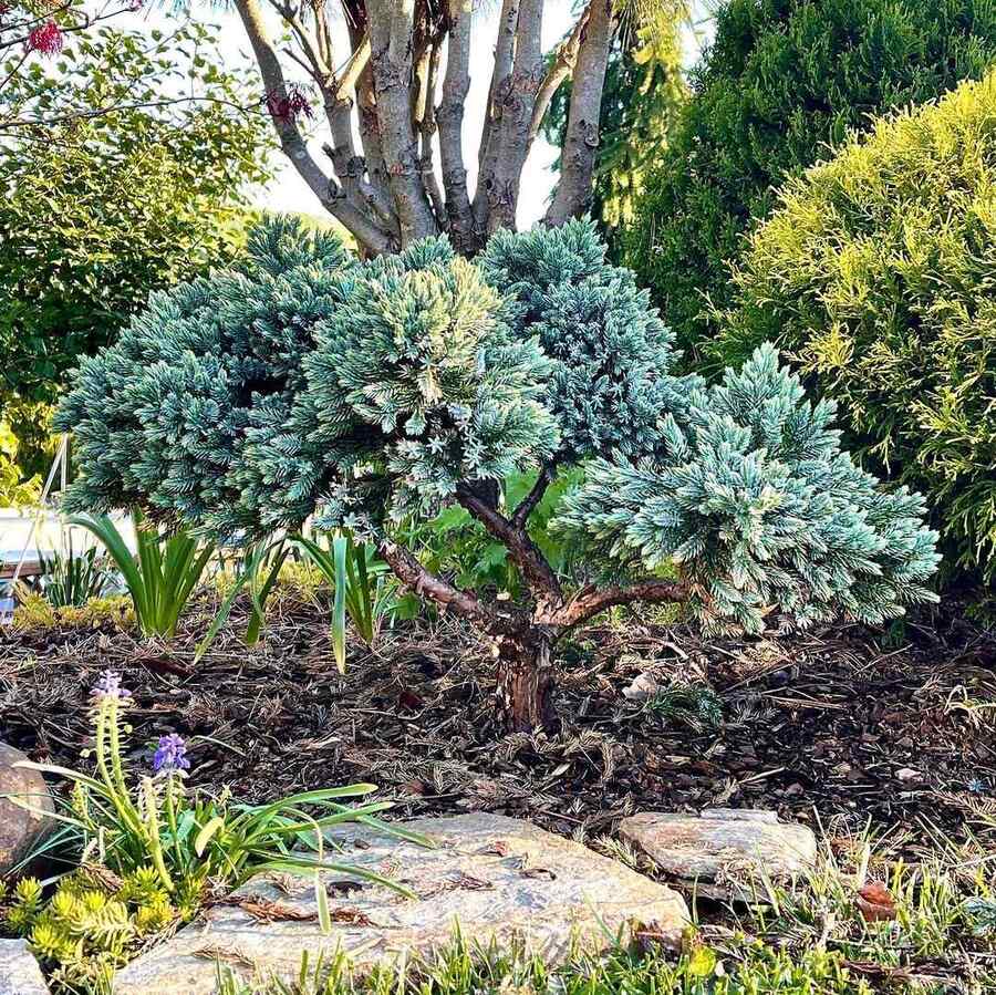 Juniper ‘Blue Star’, credit-mygreenscape