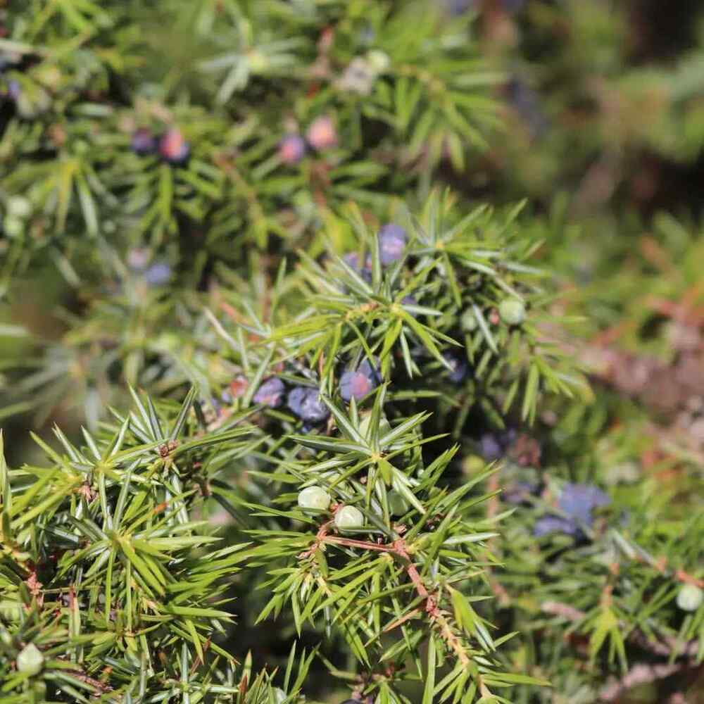 Juniperus communis, credit-jardin_des_connaissances