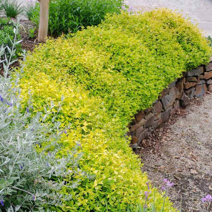 Kaleidoscope Abelia credit-plantgrowersaustralia