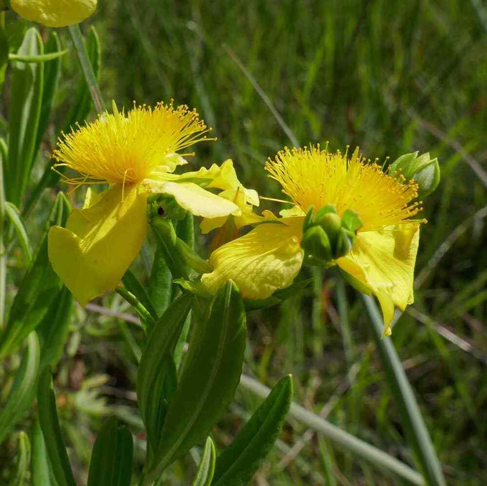 Kalm St. John’s Wort credit-northeastinps