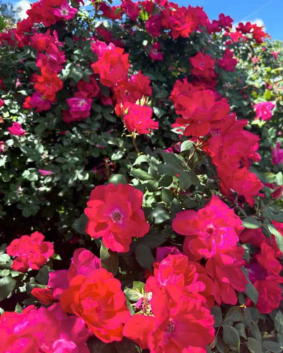 Knock Out Roses, credit-3dlandscapearchitect