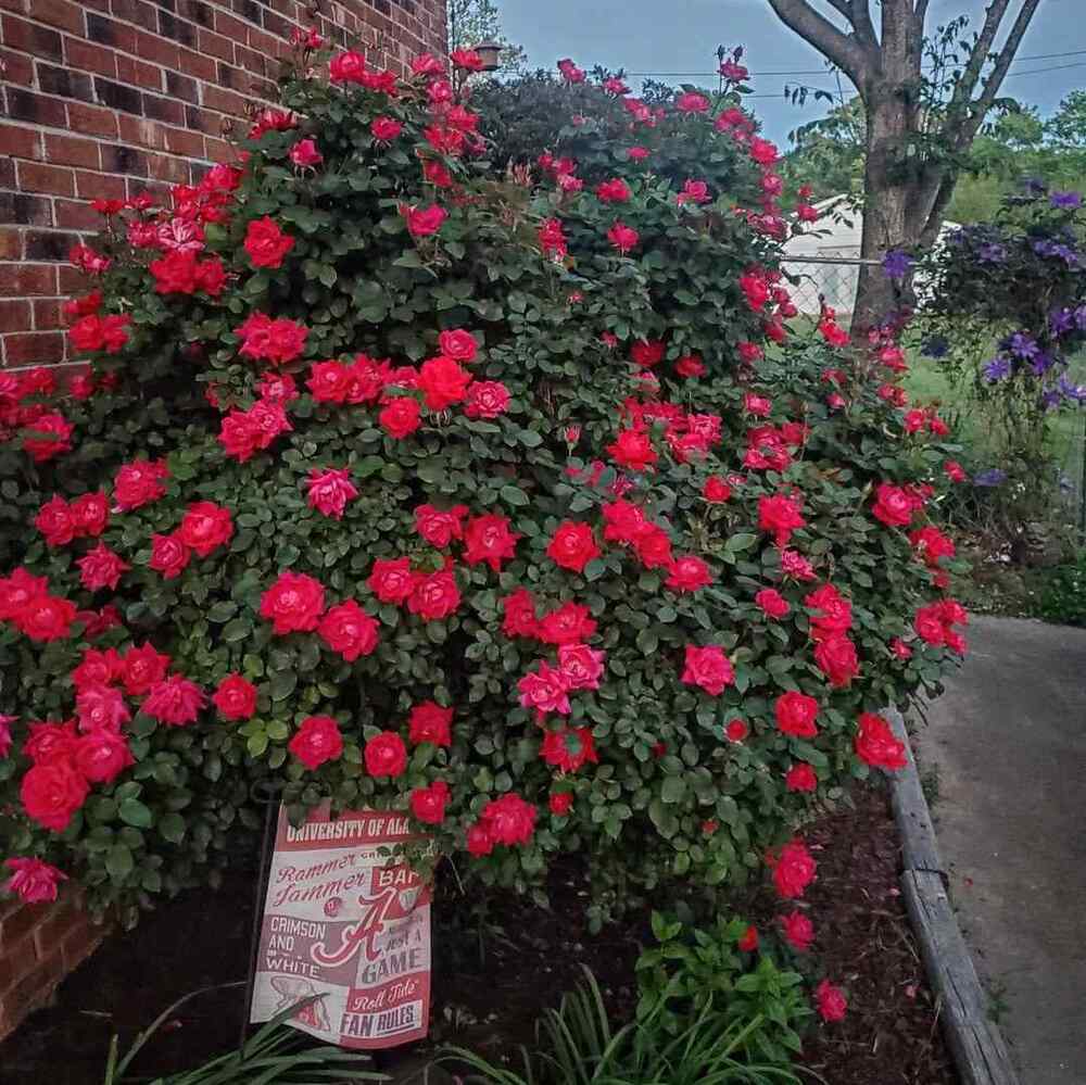 Knock Out® Roses, credit-_garden_grow