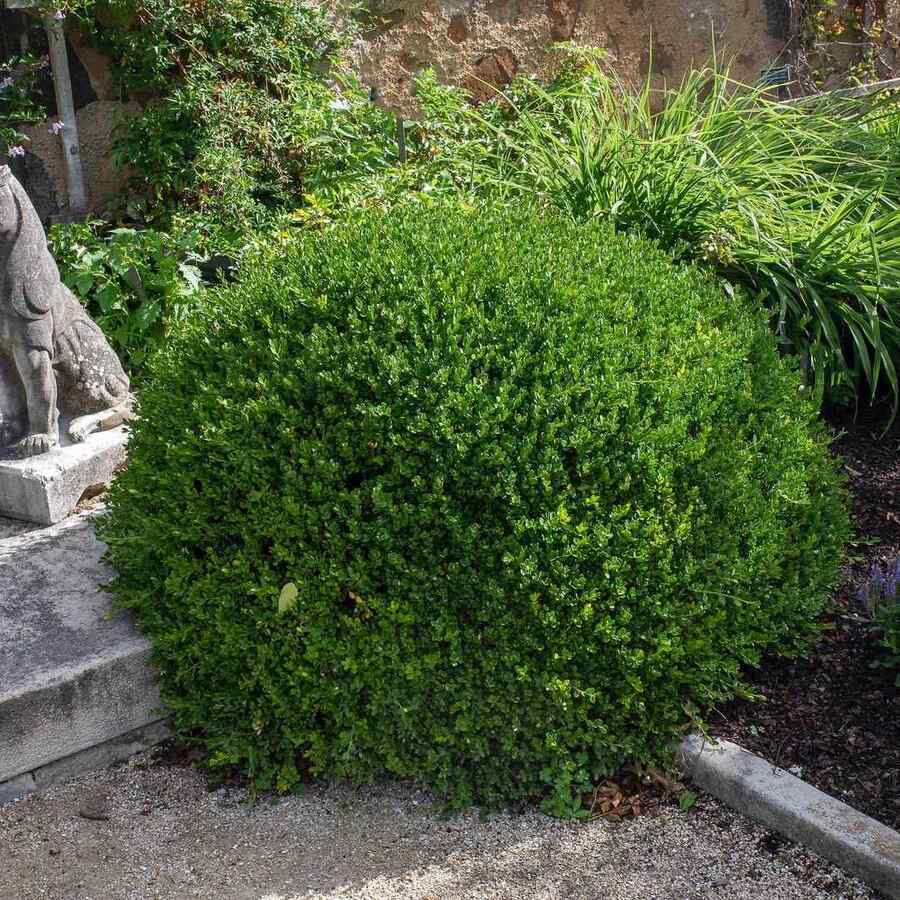 Korean Boxwood, credit-millettephotomedia