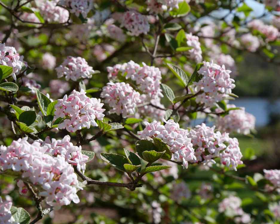 Korean Spice Viburnum, credit-provenwinners