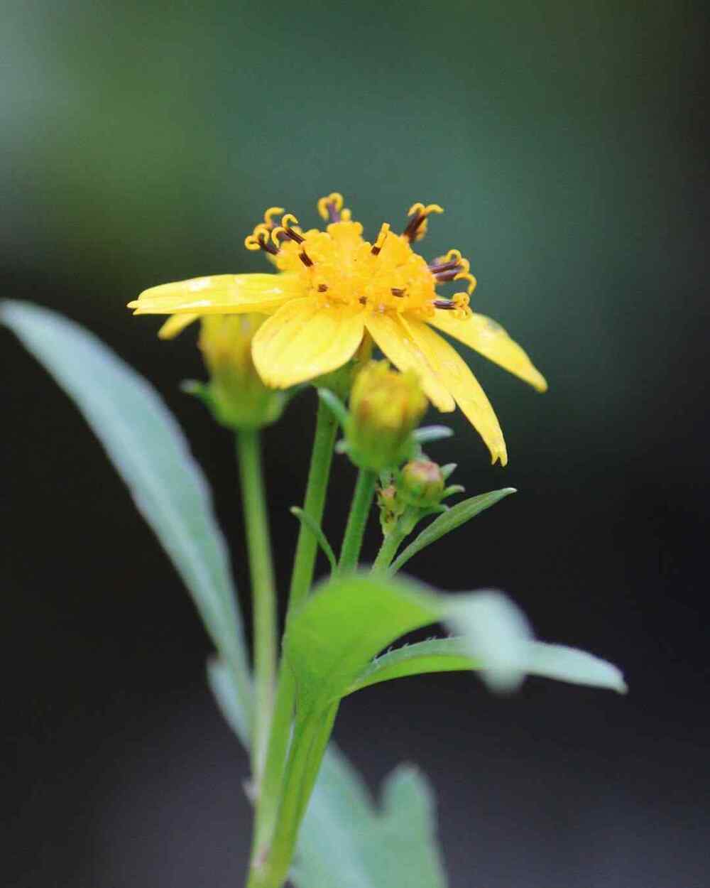 Koʻokoʻolau, credit-natures_observer808