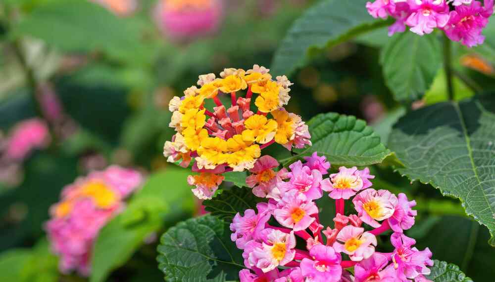 Lantana