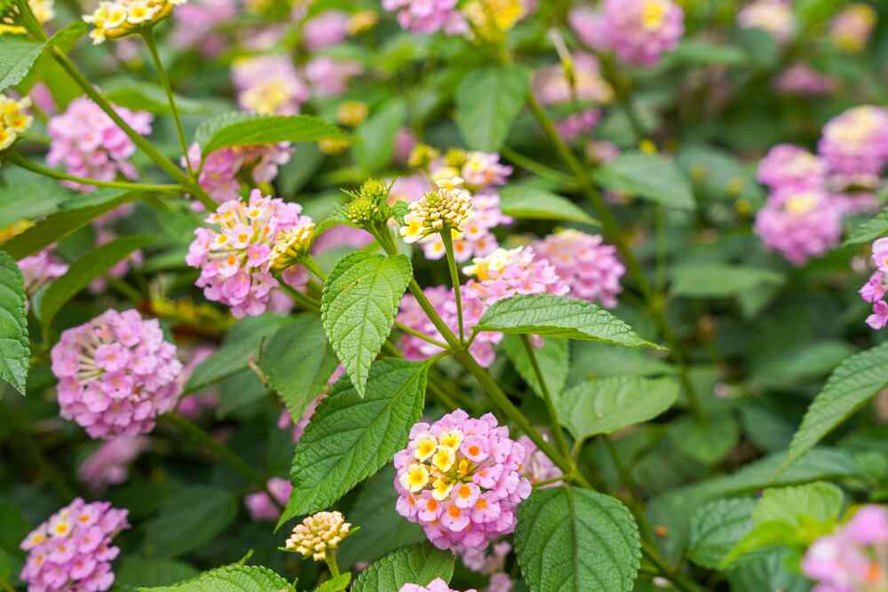 Lantana