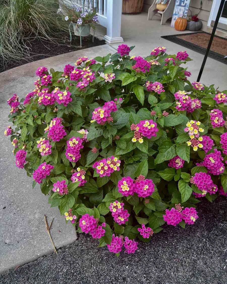 Lantana a drought-tolerant shrub for Arizona landscapes
