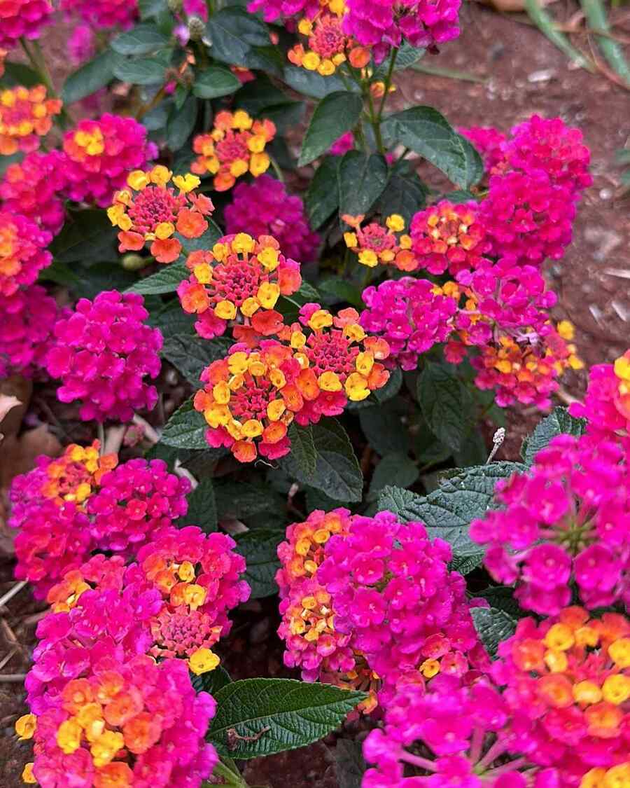 Lantana