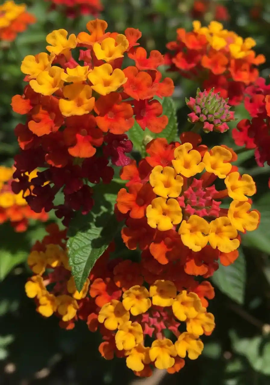 Lantana (hot colors and summer toughness)