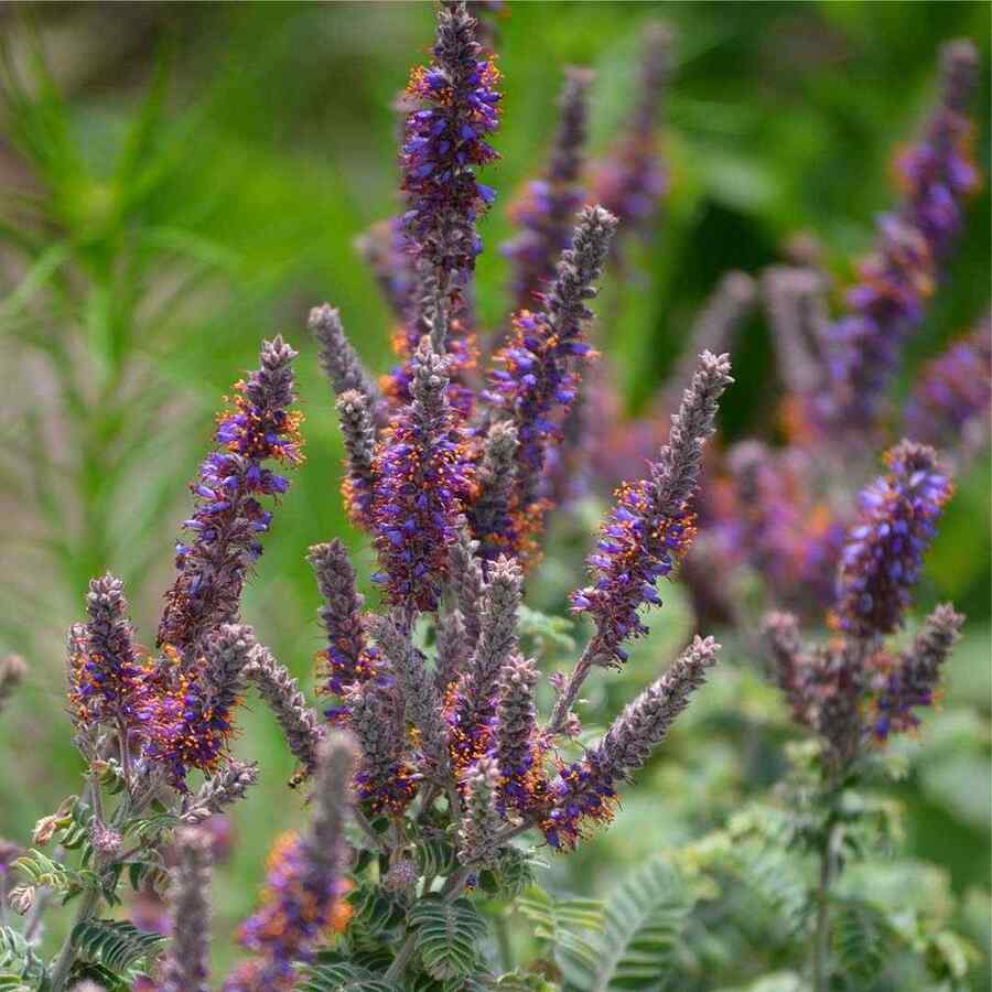 Lead Plant, credit-prairiemoonnursery