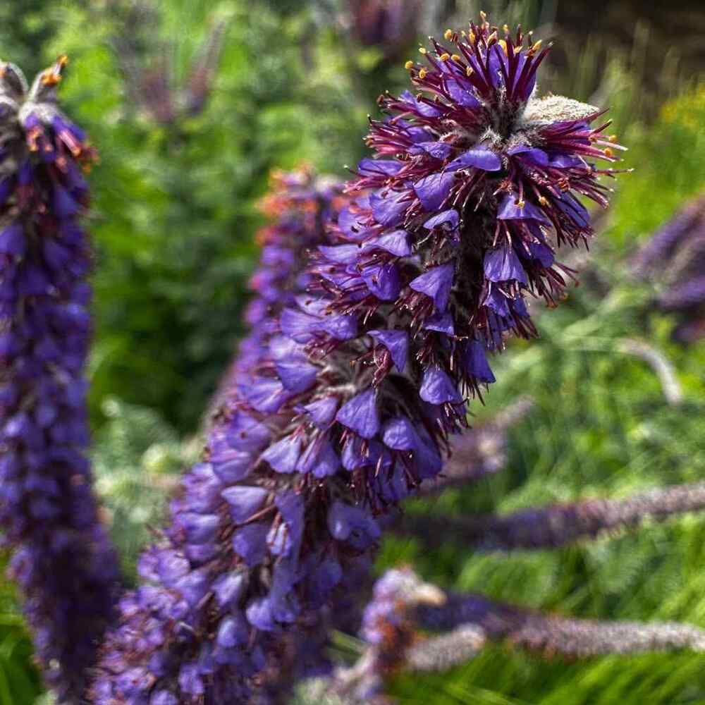 Lead Plant credit-quercuslandstewardship