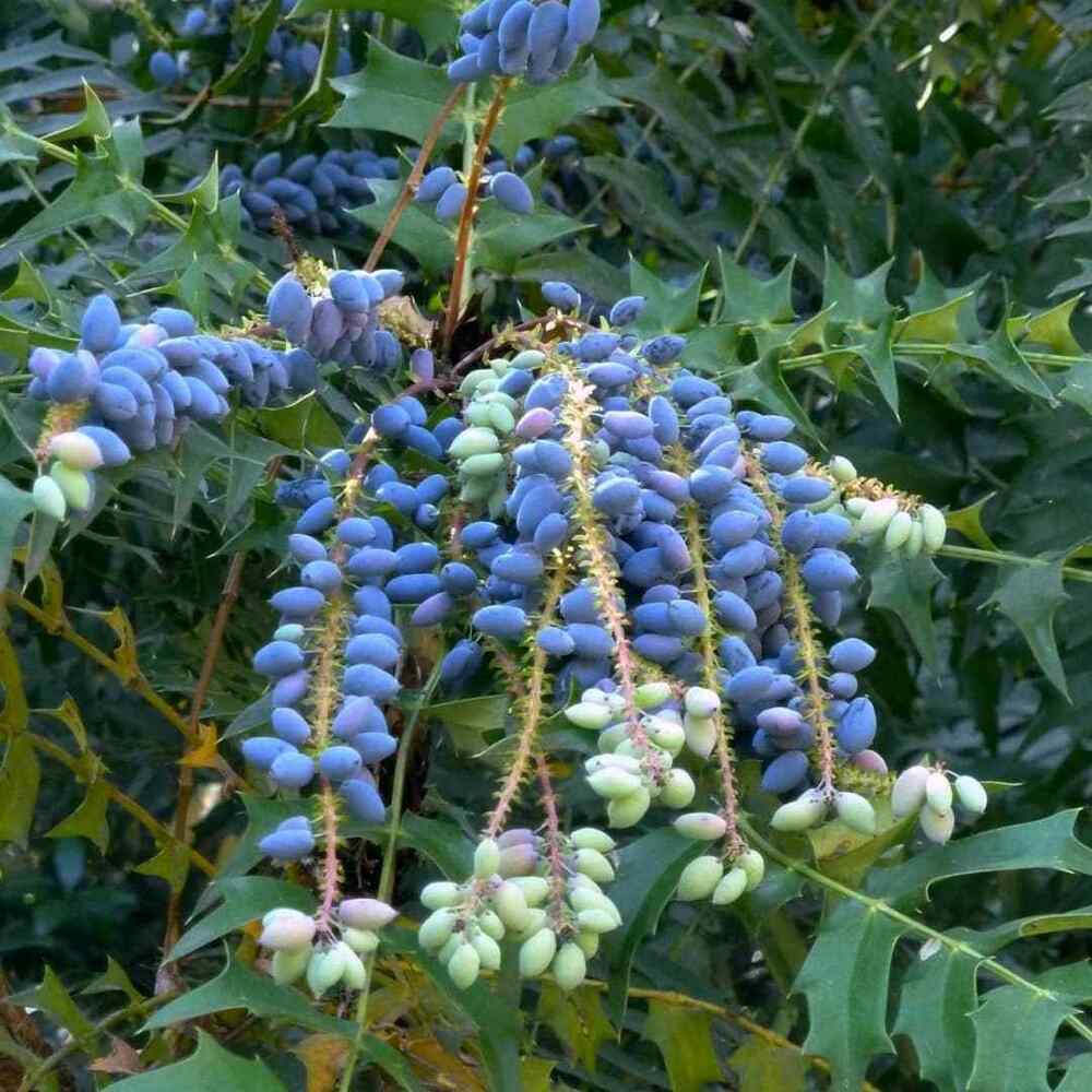 Leatherleaf Mahonia, credit-camilliabloomsbury