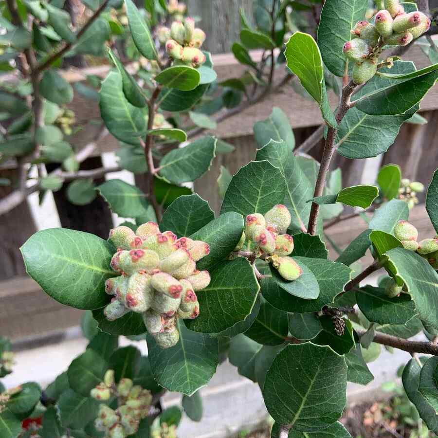 Lemonade Berry for California landscapes
