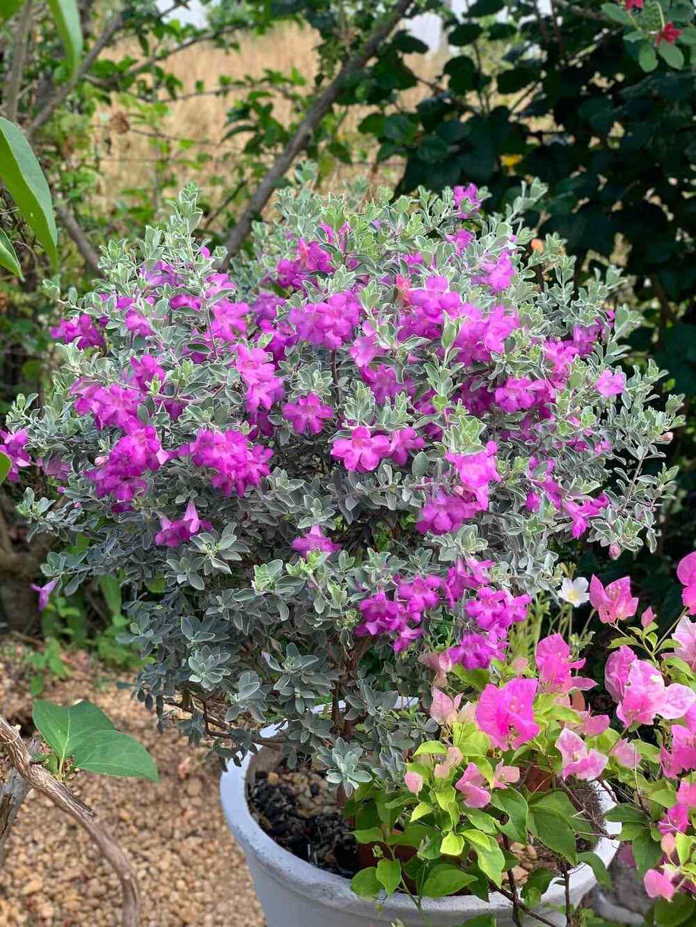 Leucophyllum frutescens, credit-joflores.rr