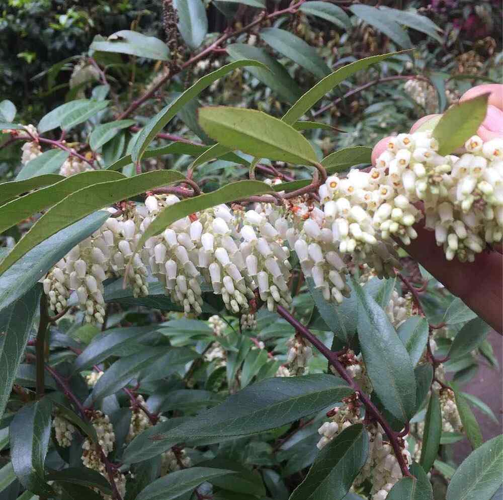 Leucothoe, credit-yaminarareplants