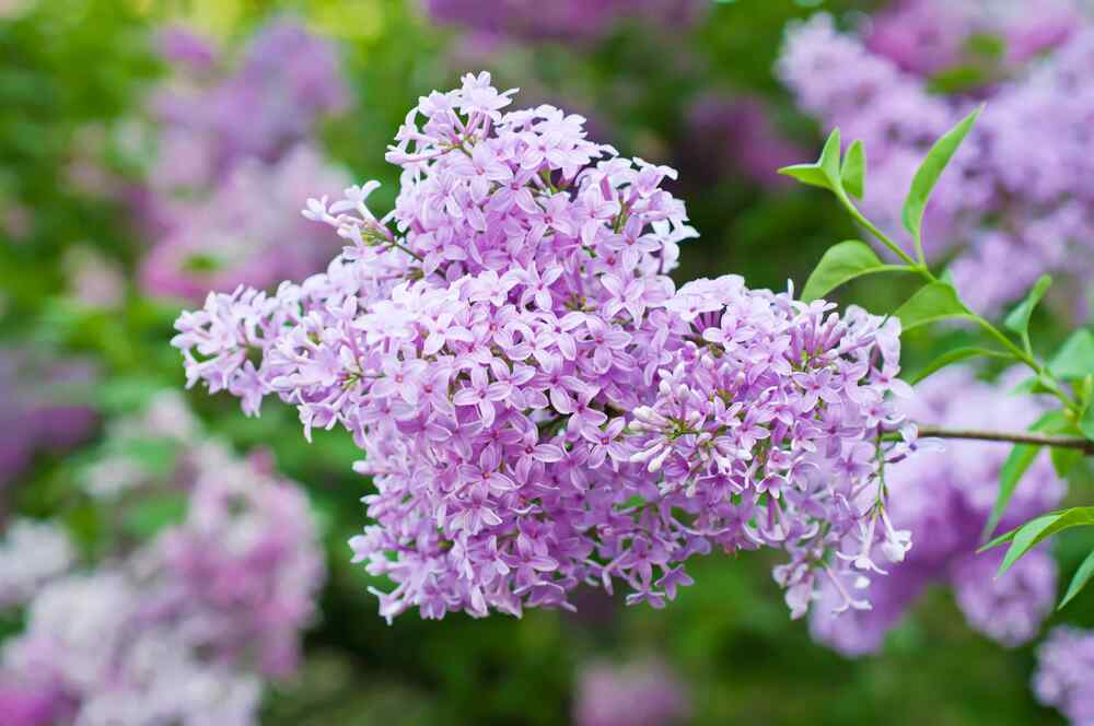 Lilac