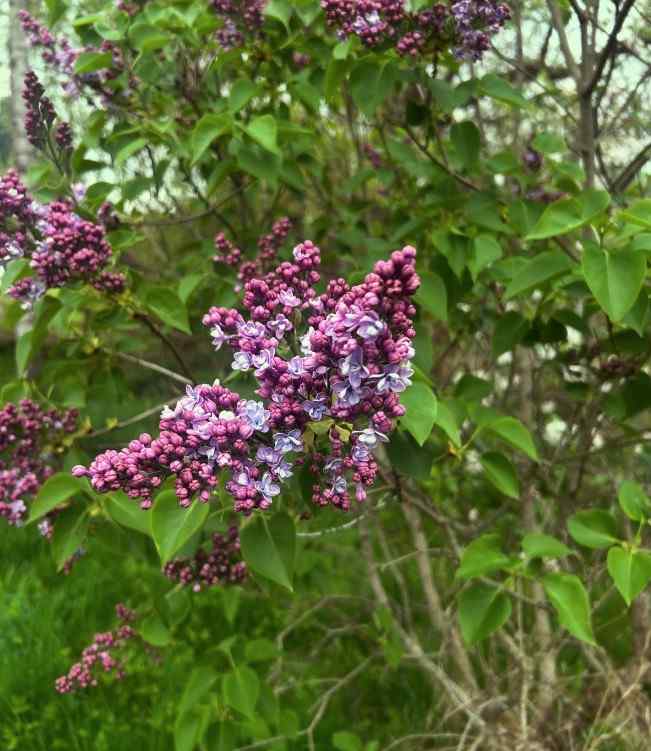 Lilac flowering shrubs for New England landscapes
