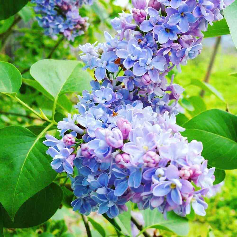 Lilac low maintenance shrubs for East North Central gardens