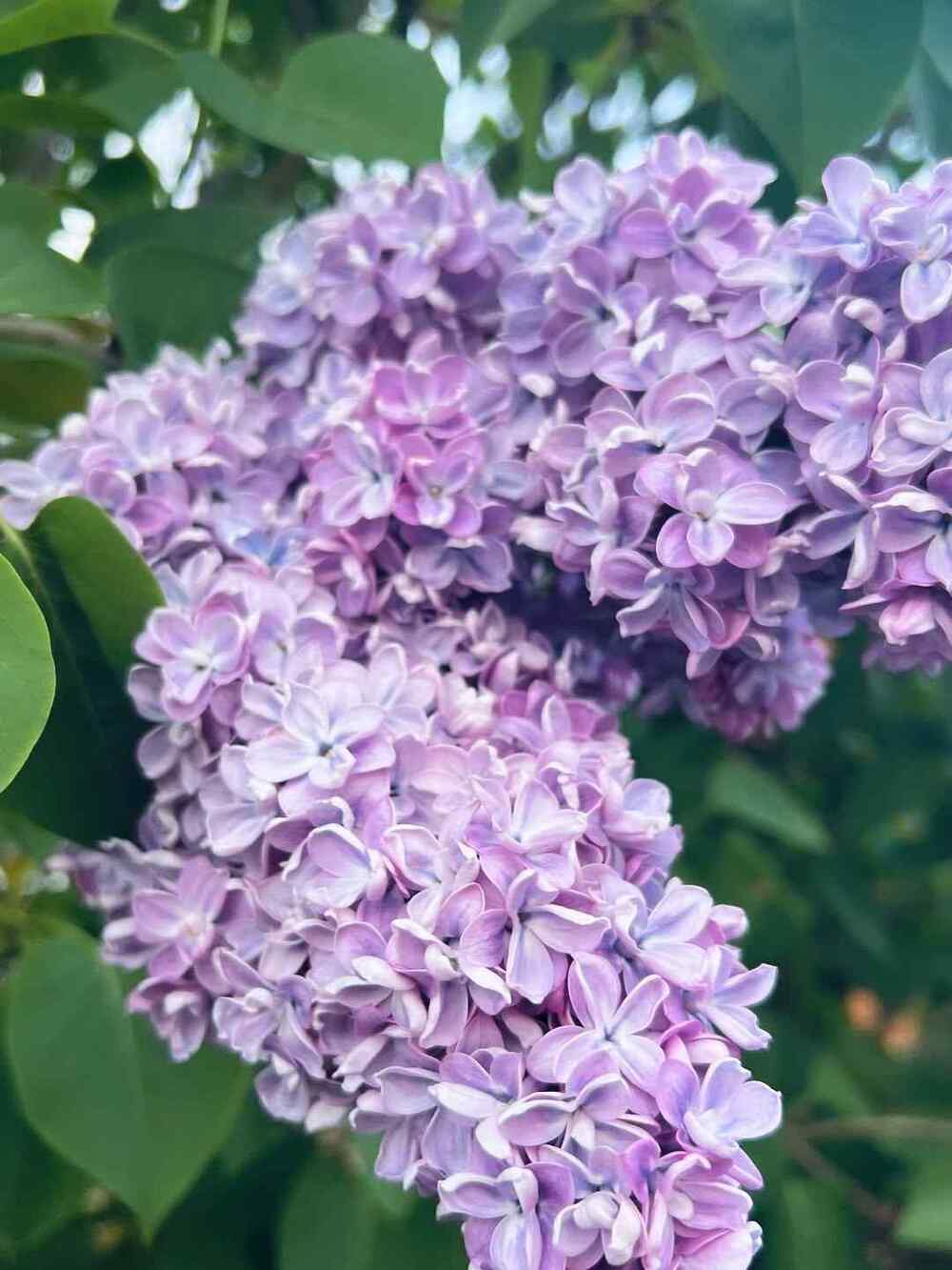 Lilac low-maintenance shrubs for Iowa
