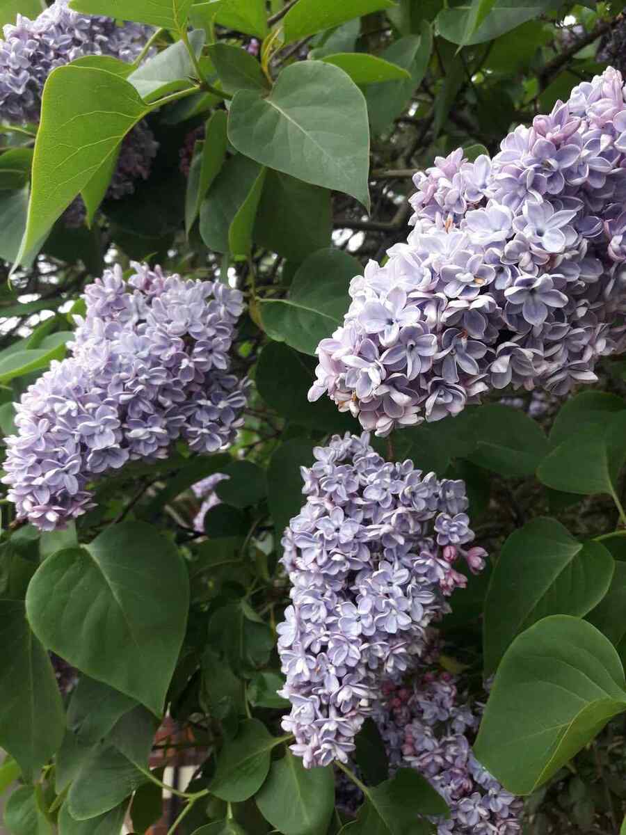 Lilac shrubs that thrive in Minnesota