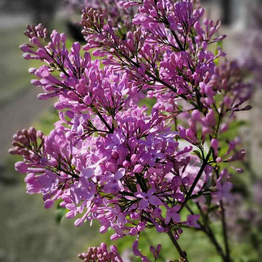 Lilac low-maintenance shrubs for South Dakota