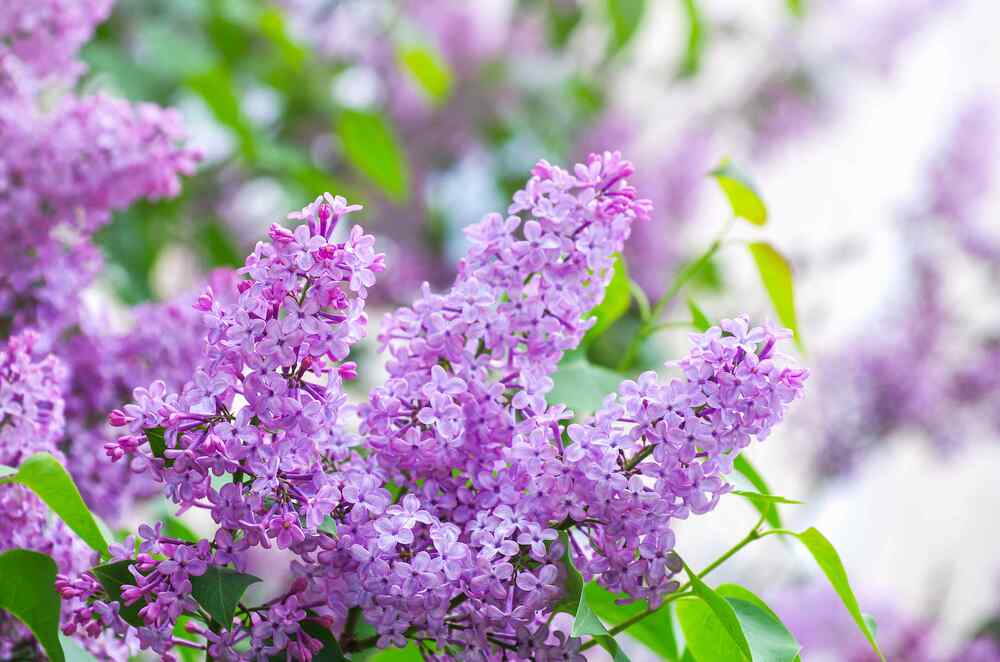 Lilac