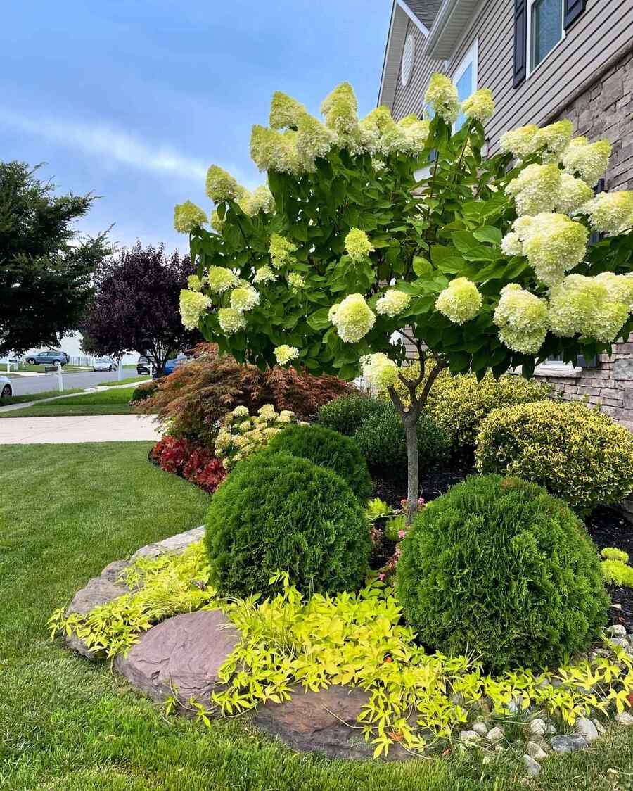 Limelight Hydrangea that grow well in Massachusetts