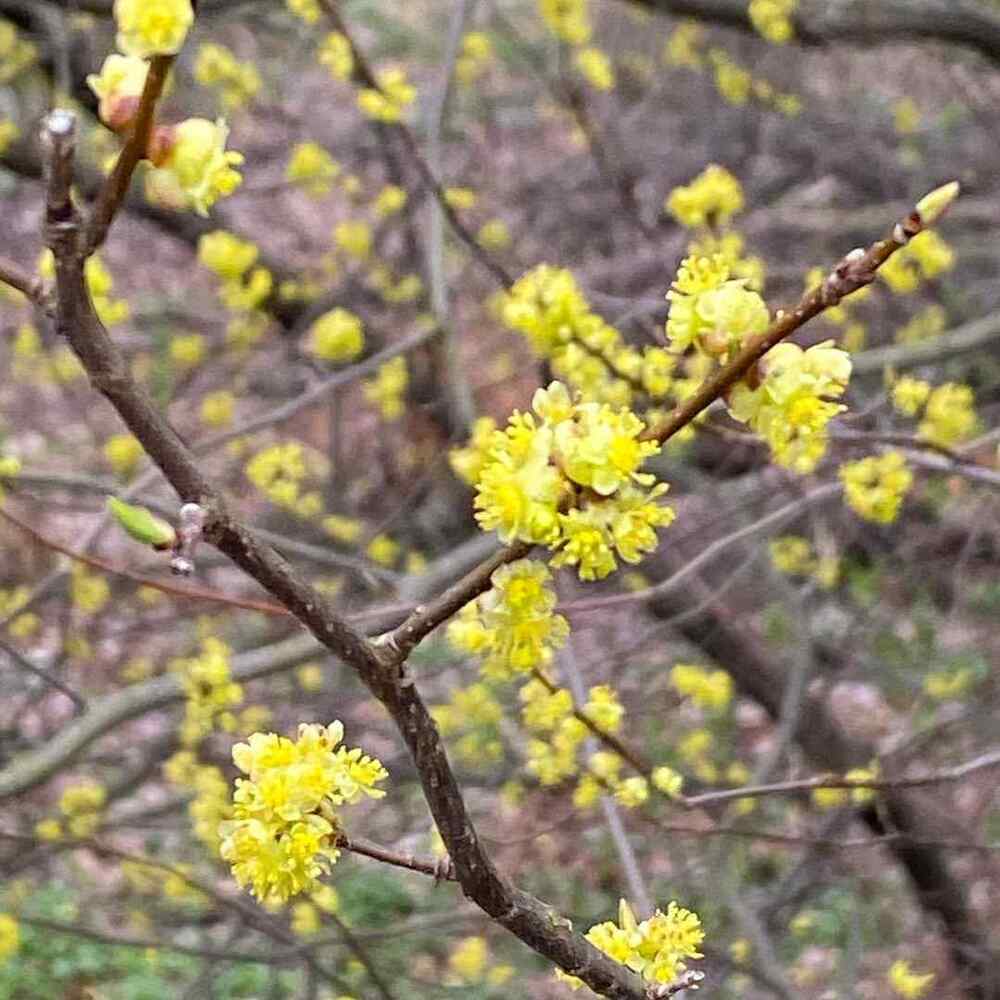 Lindera benzoin credit-evamonheim