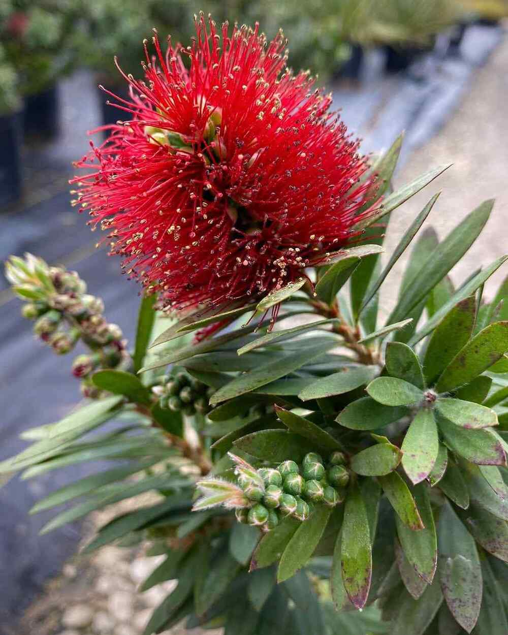 Little John Dwarf Bottlebrush, credit-oakstreetwholesalenursery