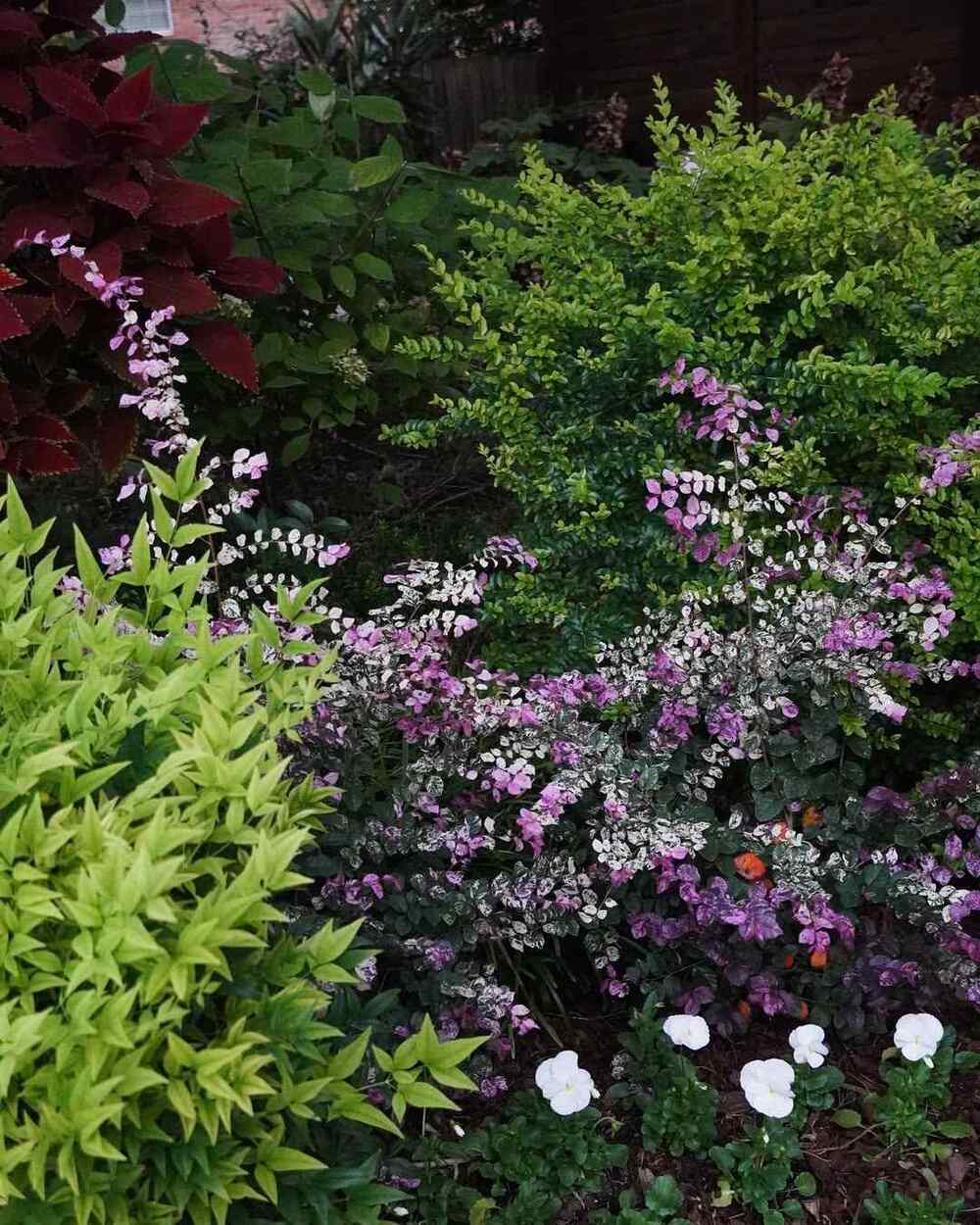 Loropetalum Jazz Hands, credit-11002garden