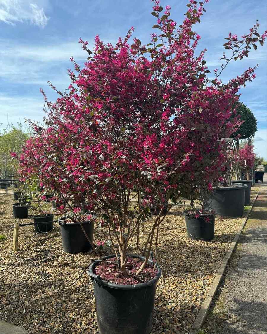 Loropetalum low-maintenance shrubs for Tennessee