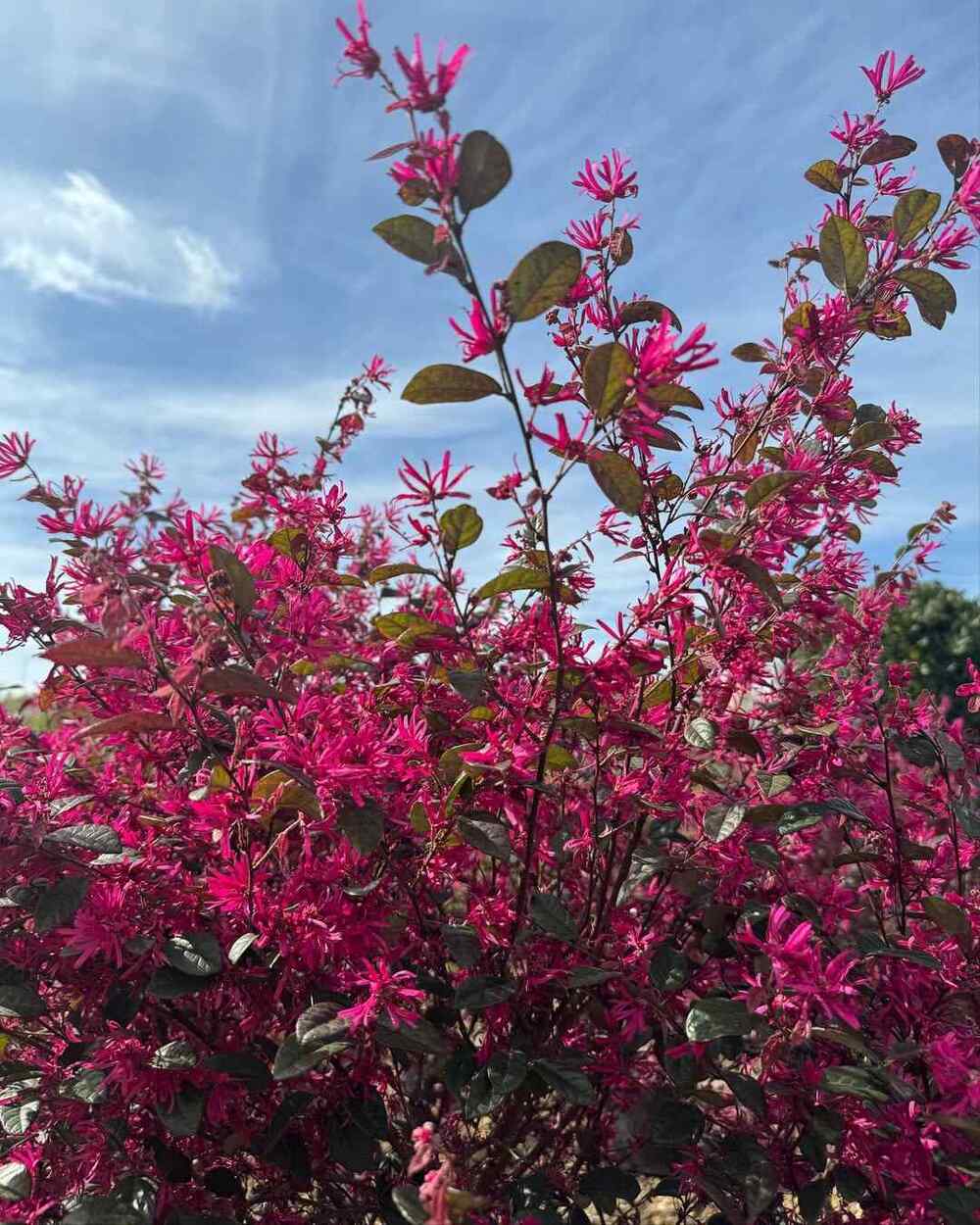 Loropetalum Louisiana-friendly shrub for full sun
