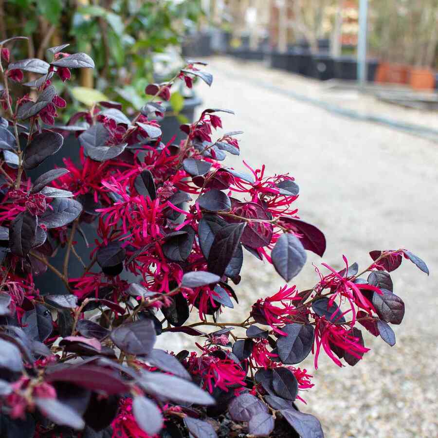 Loropetalum for Georgia gardens and yards