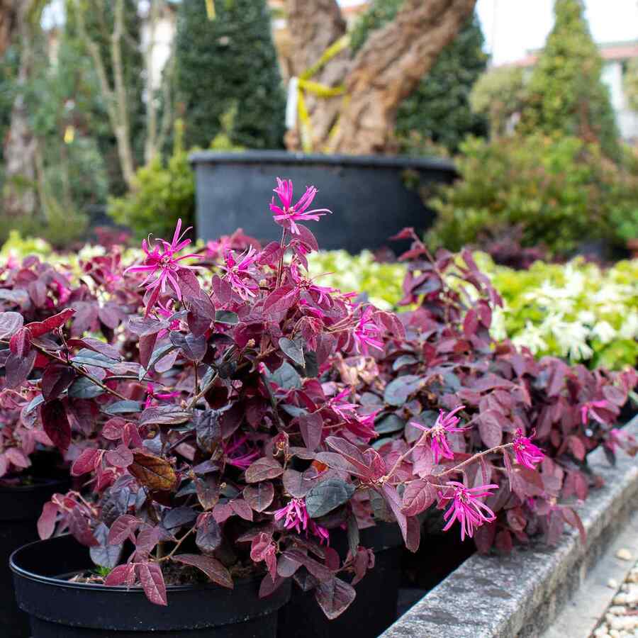 Loropetalum a heat-tolerant shrub for Florida gardens
