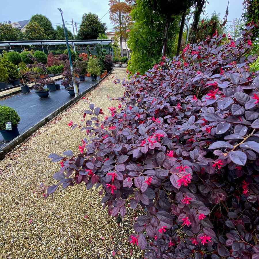 Loropetalum for Texas landscapes