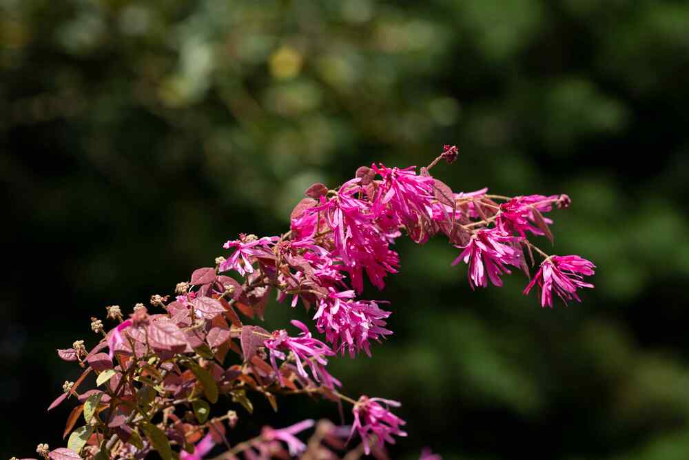 Loropetalum