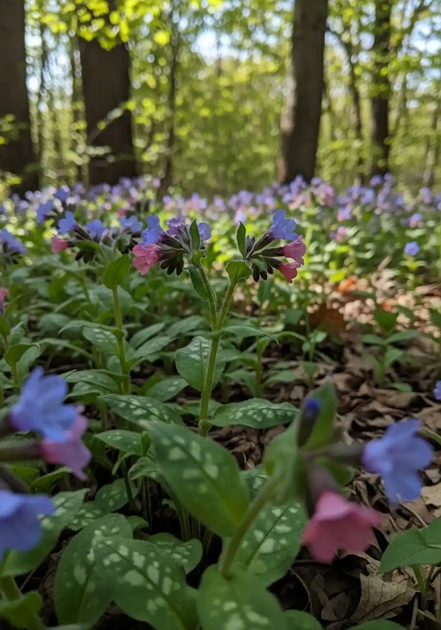 Lungwort (Pulmonaria)